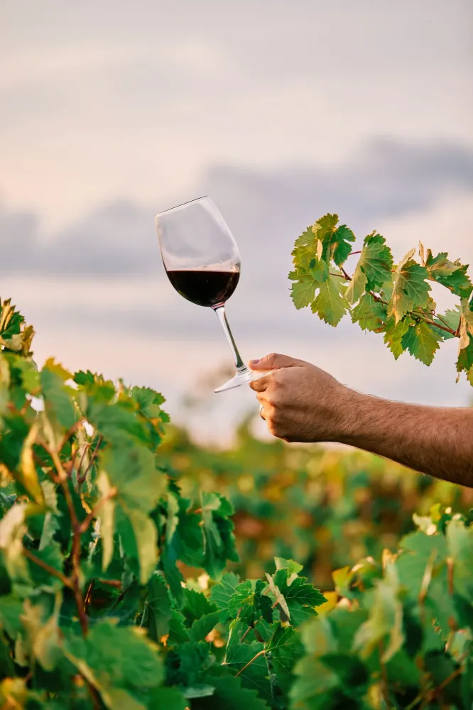 Vin rouge à Plouvorn